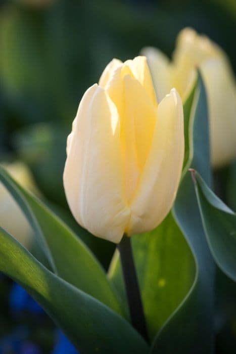 tulip 'Sunny Prince'