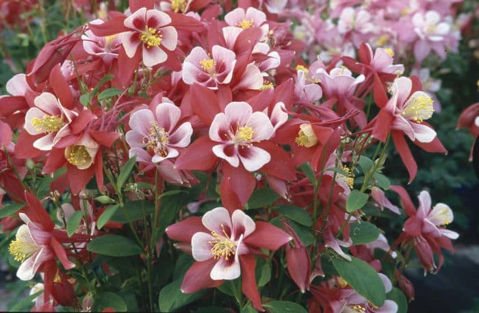 columbine 'Origami Red and White'