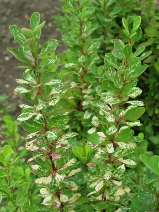 Japanese barberry 'Pow-wow'