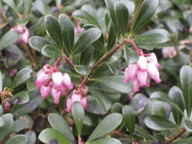 Bearberry 'Vancouver Jade'