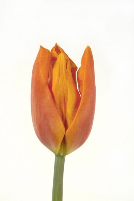 tulip 'Fidelio'