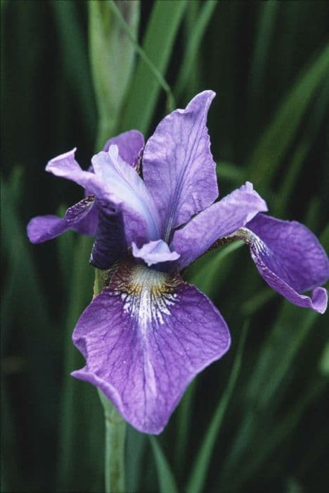 Siberian iris 'Rosselline'