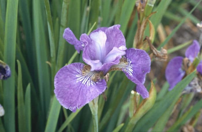Siberian iris 'Granny Jean'
