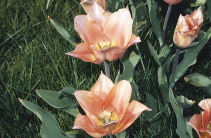 tulip 'Apricot Beauty'