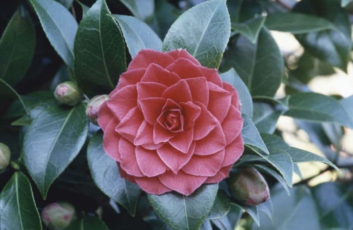 camellia 'Black Lace'