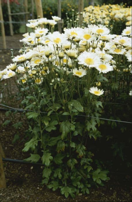 chrysanthemum 'Pennine Lace'