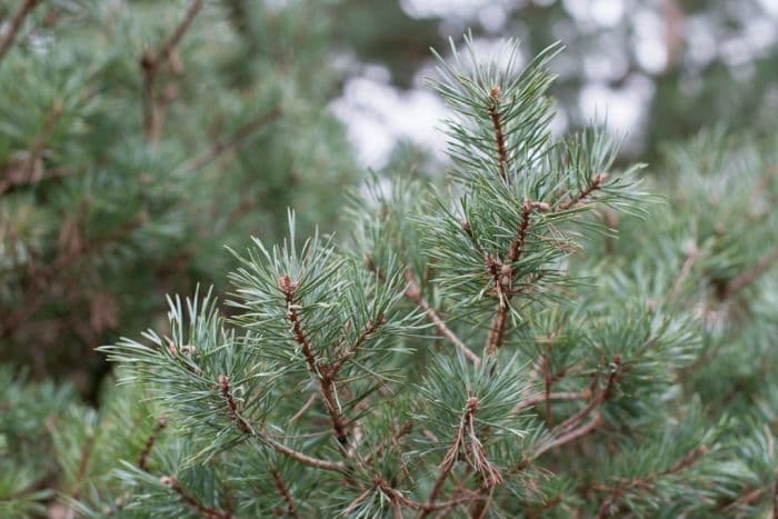 Scots pine 'Frensham'