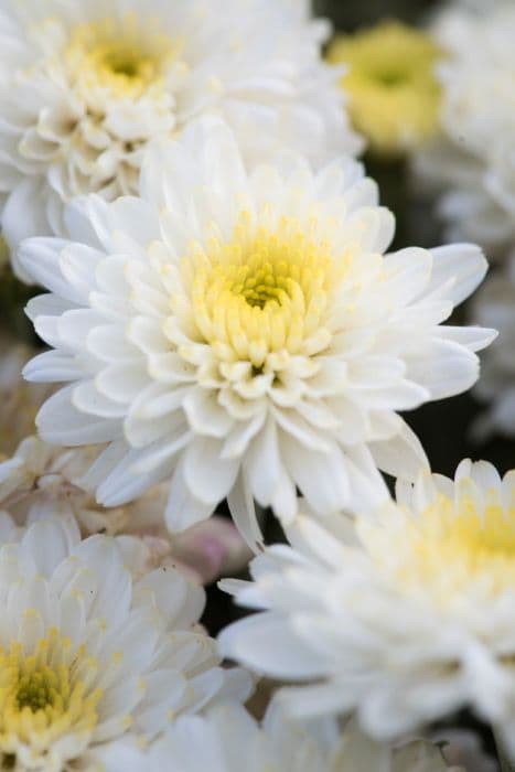 chrysanthemum 'Prelude White'