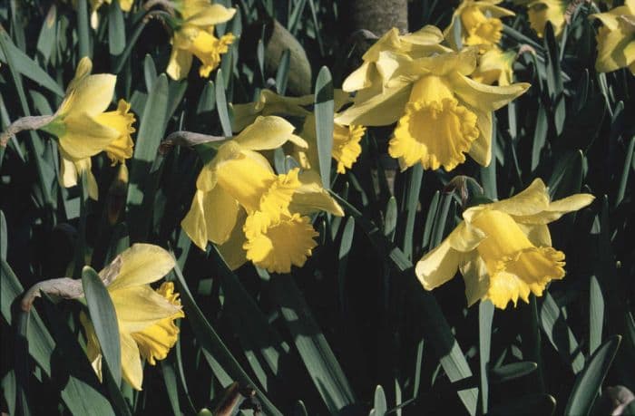daffodil 'Rijnveld's Early Sensation'