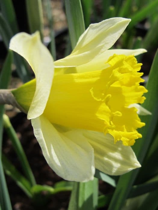 Lent lily daffodil