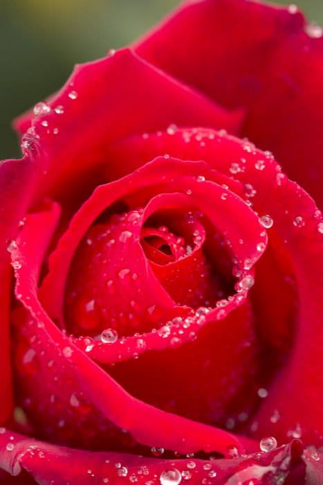 rose [My Valentine]
