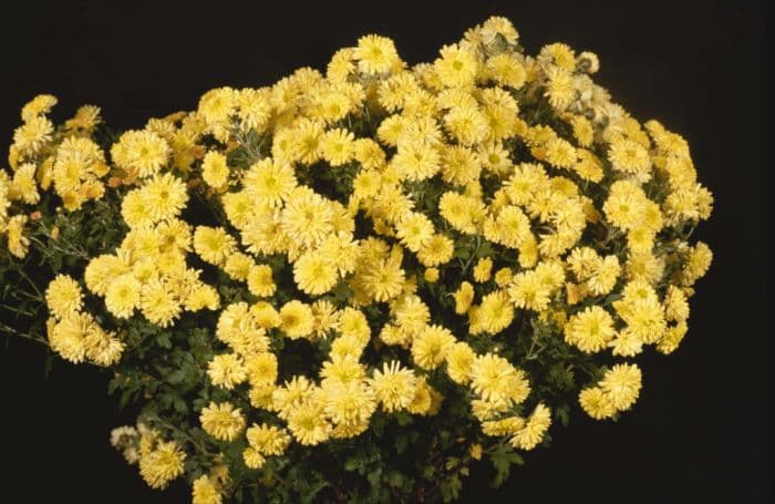 chrysanthemum 'Nantyderry Sunshine'