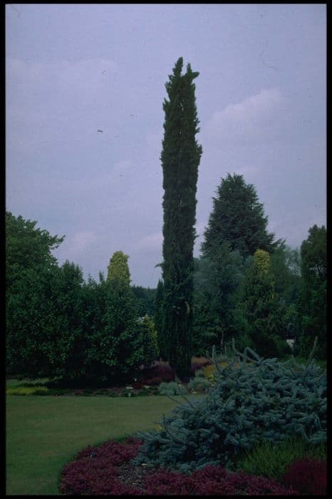 Italian cypress 'Green Pencil'