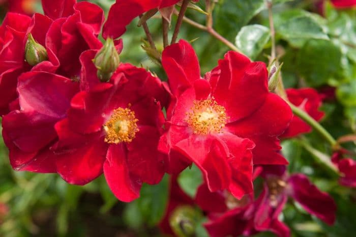 rose [Flower Carpet Red Velvet]