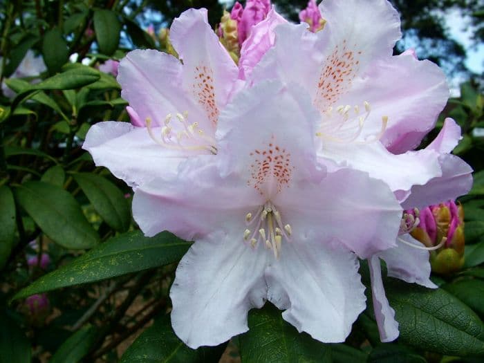 rhododendron 'Hoppy'