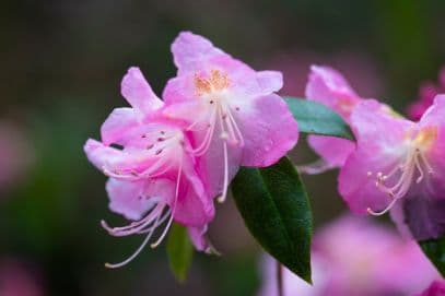 Rhododendron 'Airy Fairy'