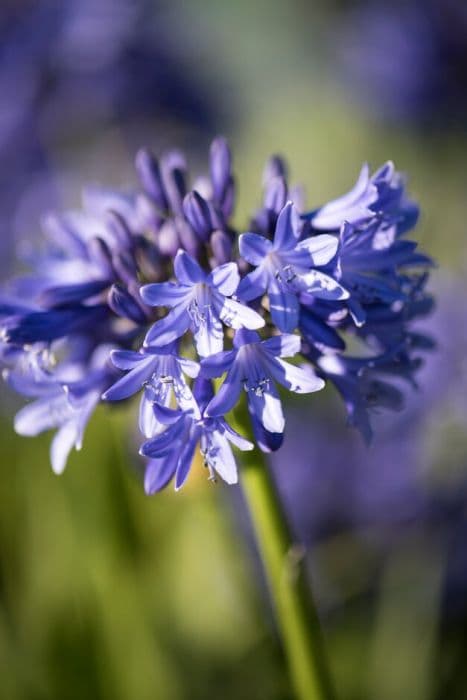 African lily 'Blue Magic'