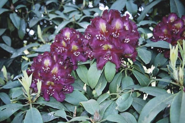 Rhododendron 'Frank Galsworthy'
