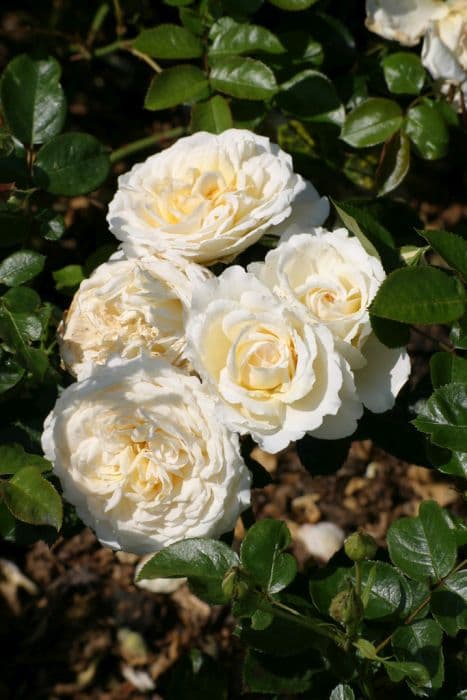 rose [Cream Abundance]