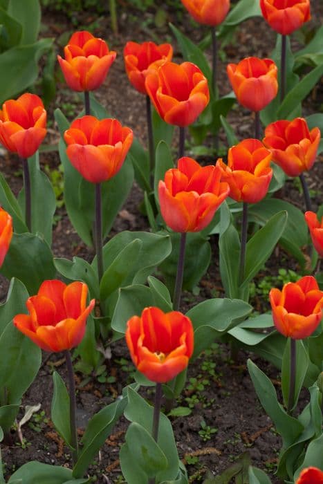 tulip 'Annie Schilder'