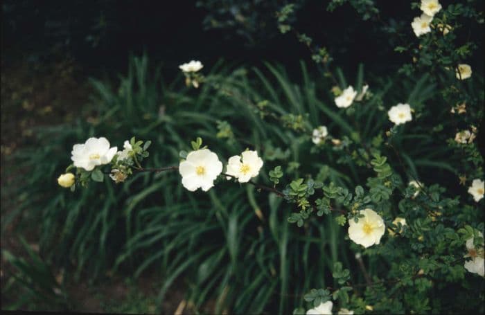 rose 'Cantabrigiensis'