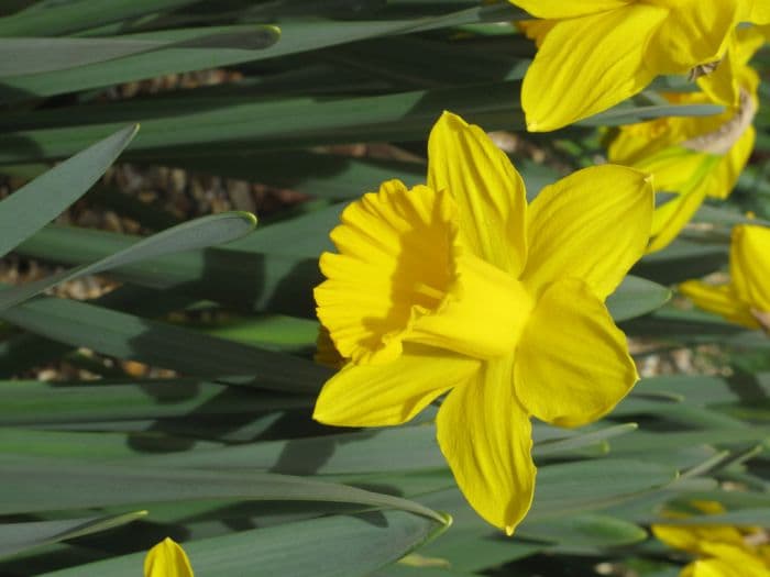 daffodil 'Sint Victor'