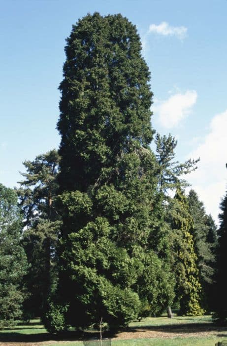 Lawson's cypress 'Erecta Viridis'
