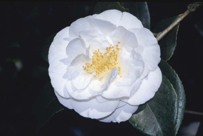 camellia 'Hakurakuten'