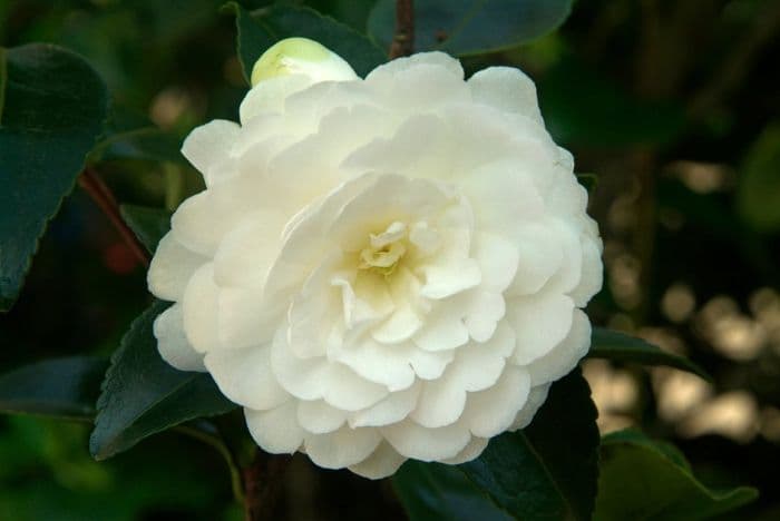 camellia 'Fuji-no-mine'