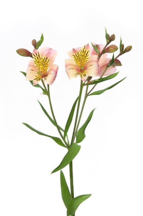 Peruvian lily 'Pink Sensation'