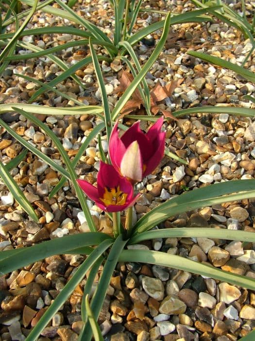tulip 'Persian Pearl'