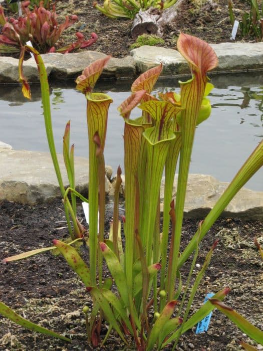 Coppery yellow pitcher plant