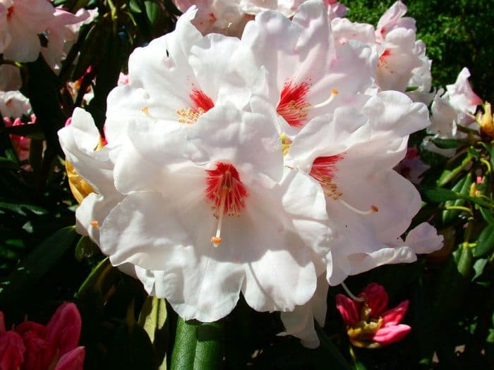 rhododendron 'Silver Jubilee'
