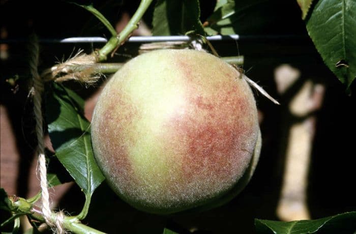 peach 'Peregrine'