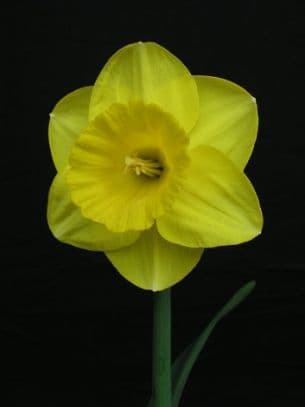 daffodil 'Camelot'