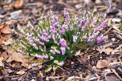 heather 'March Seedling'