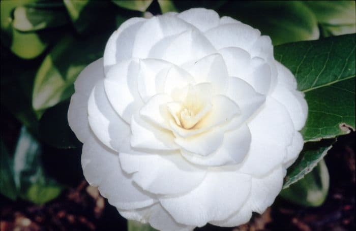 camellia 'Alba Plena'