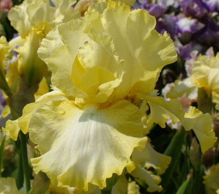 iris 'Norfolk Belle'