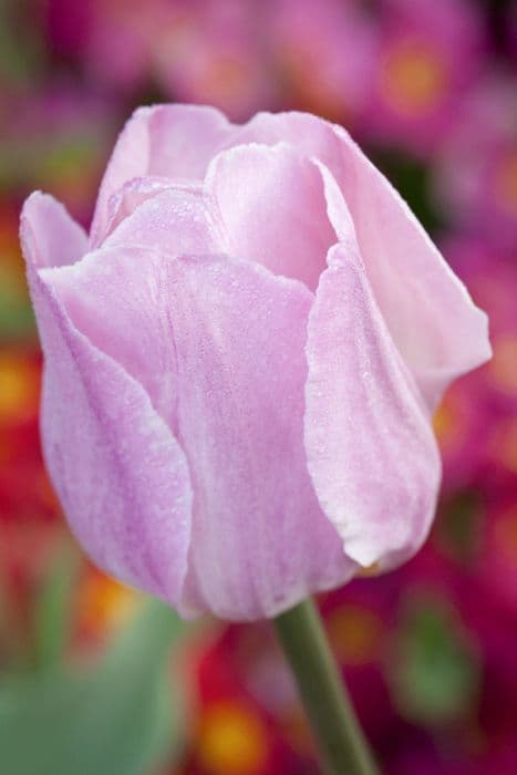 tulip 'Rosalie'