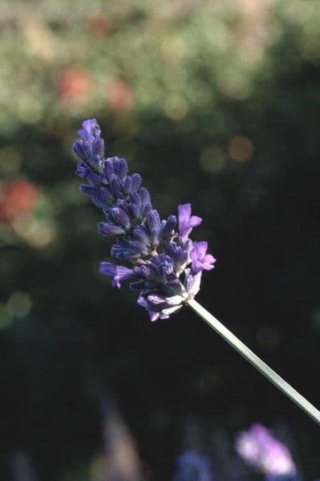 lavender 'Hidcote Giant'