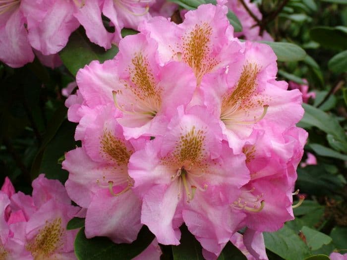 rhododendron 'Scintillation'