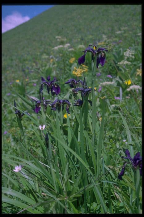 gold-marked iris