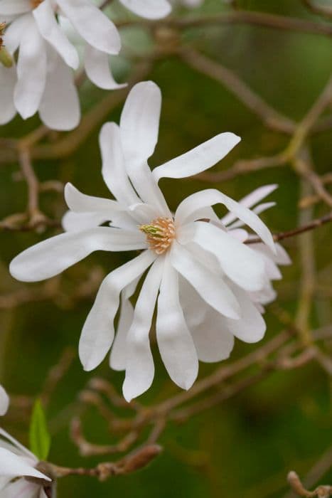 star magnolia 'Rosea'