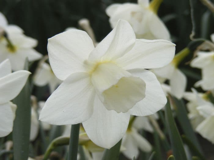 daffodil 'Curlew'