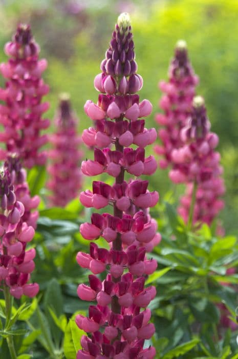 lupin 'My Castle'