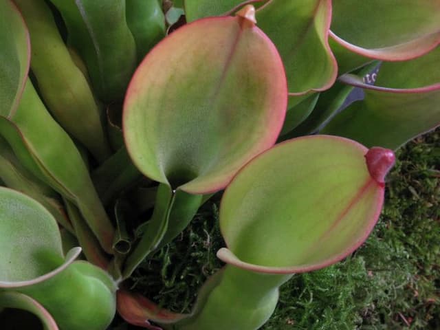 South American pitcher plant