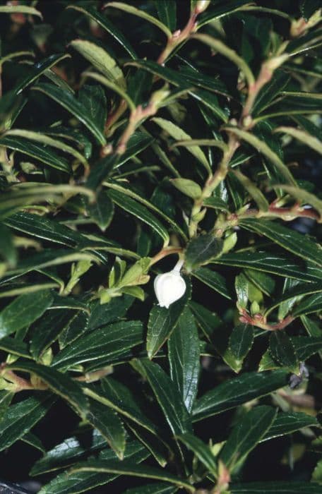 cuneate wintergreen