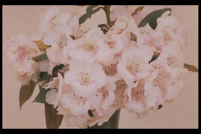 Bureau rhododendron