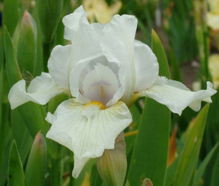 iris 'Whiteladies'
