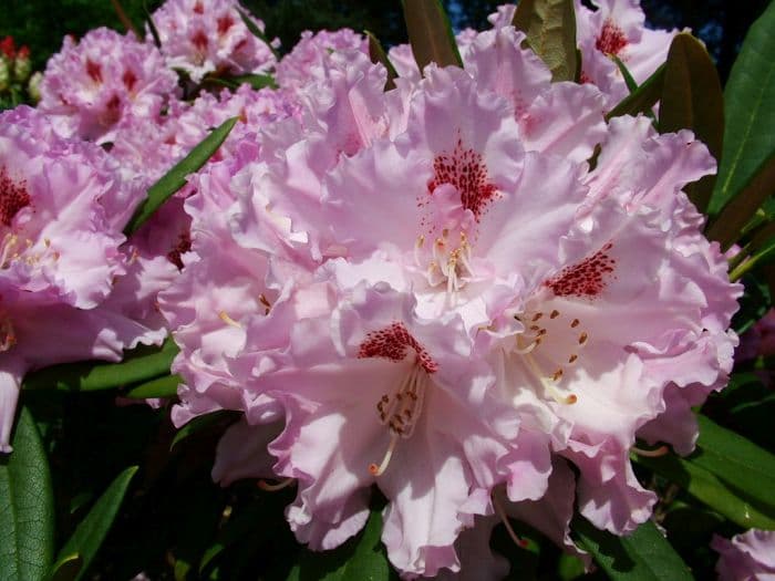 Yakushima rhododendron